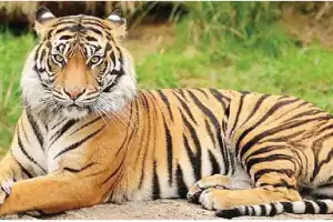 Tiger sighting sparks panic in villages near Bellampally