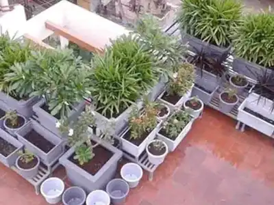 Urban areas embrace a green revolution