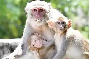 Villagers urge action on monkey menace before seeking votes