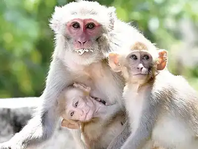 Villagers urge action on monkey menace before seeking votes