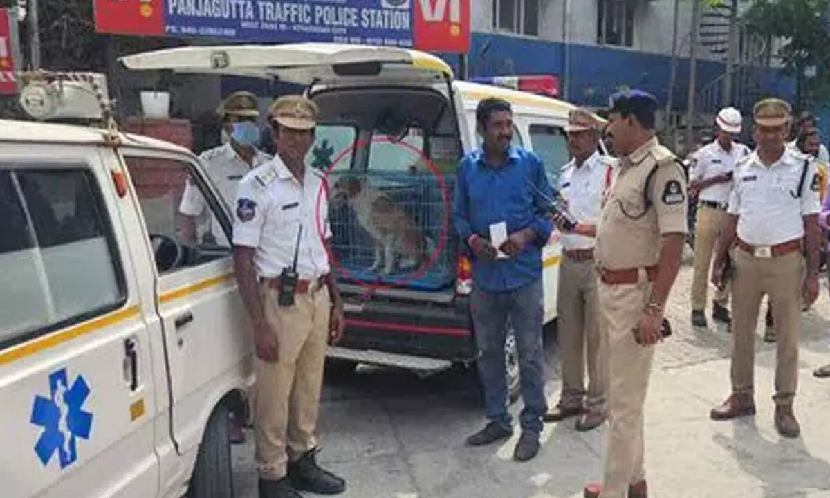 Dog discovered in blaring ambulance; police file case against driver