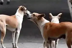 GHMC plans euthanasia for aggressive stray dogs