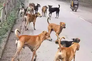 Hyderabad GHMC to Euthanize Dangerous Stray Dogs
