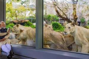 South African Wildlife Forum Raises Concerns Over Animal Export to Vantara