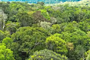 Survey Finds Native Trees Essential for Hyderabad’s Urban Biodiversity