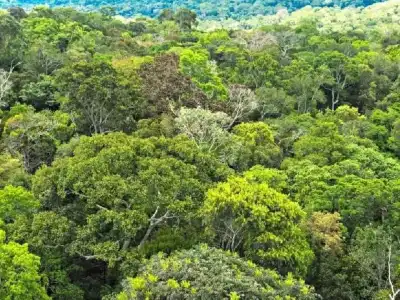 Survey Finds Native Trees Essential for Hyderabad’s Urban Biodiversity