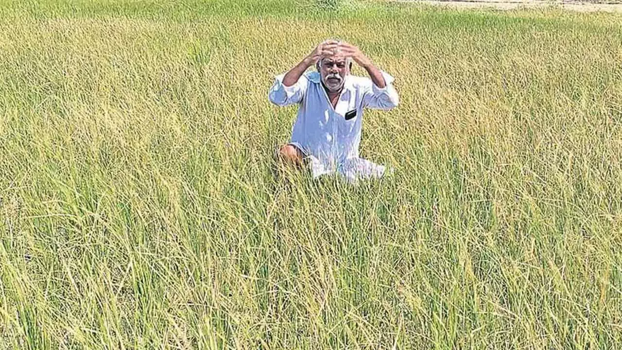 Telangana Farmers’ Association calls for immediate water release