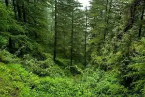 Telangana government plans to increase green cover