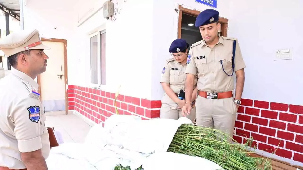 Adilabad police seize 180 ganja plants worth Rs 18 lakh