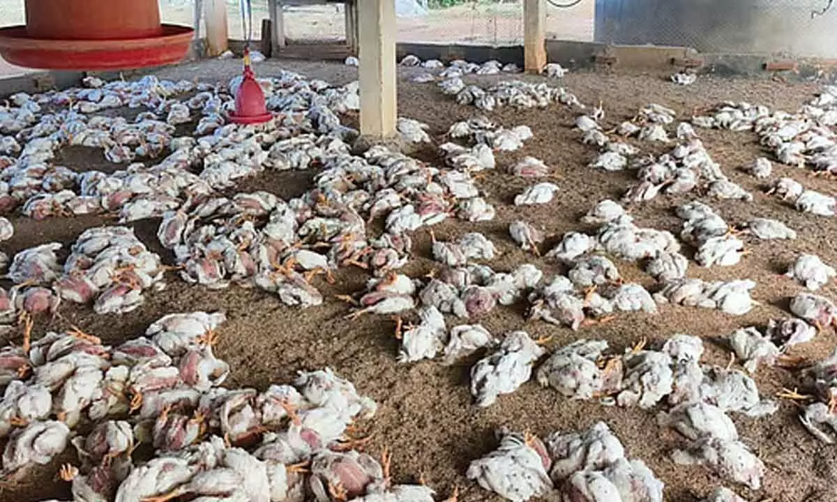 Bird Flu Hits Abdullapurmet, Thousands of Chickens Die