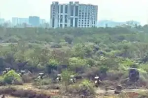 Centre asks for report on tree loss in HCU land dispute
