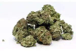 Cyberabad police seize ganja worth Rs 1.1 crore, arrest three