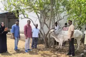 Free HS Vaccination Drive Held for Cattle in Nagarkurnool