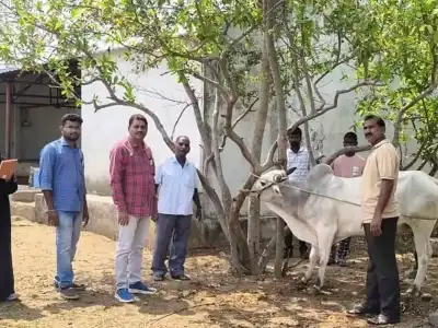 Free HS Vaccination Drive Held for Cattle in Nagarkurnool