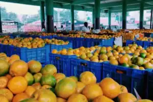 Government to take strict action against use of calcium carbide for fruit ripening