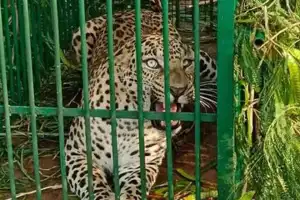 Leopard captured at ICRISAT campus, another possibly nearby