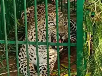 Leopard captured at ICRISAT campus, another possibly nearby