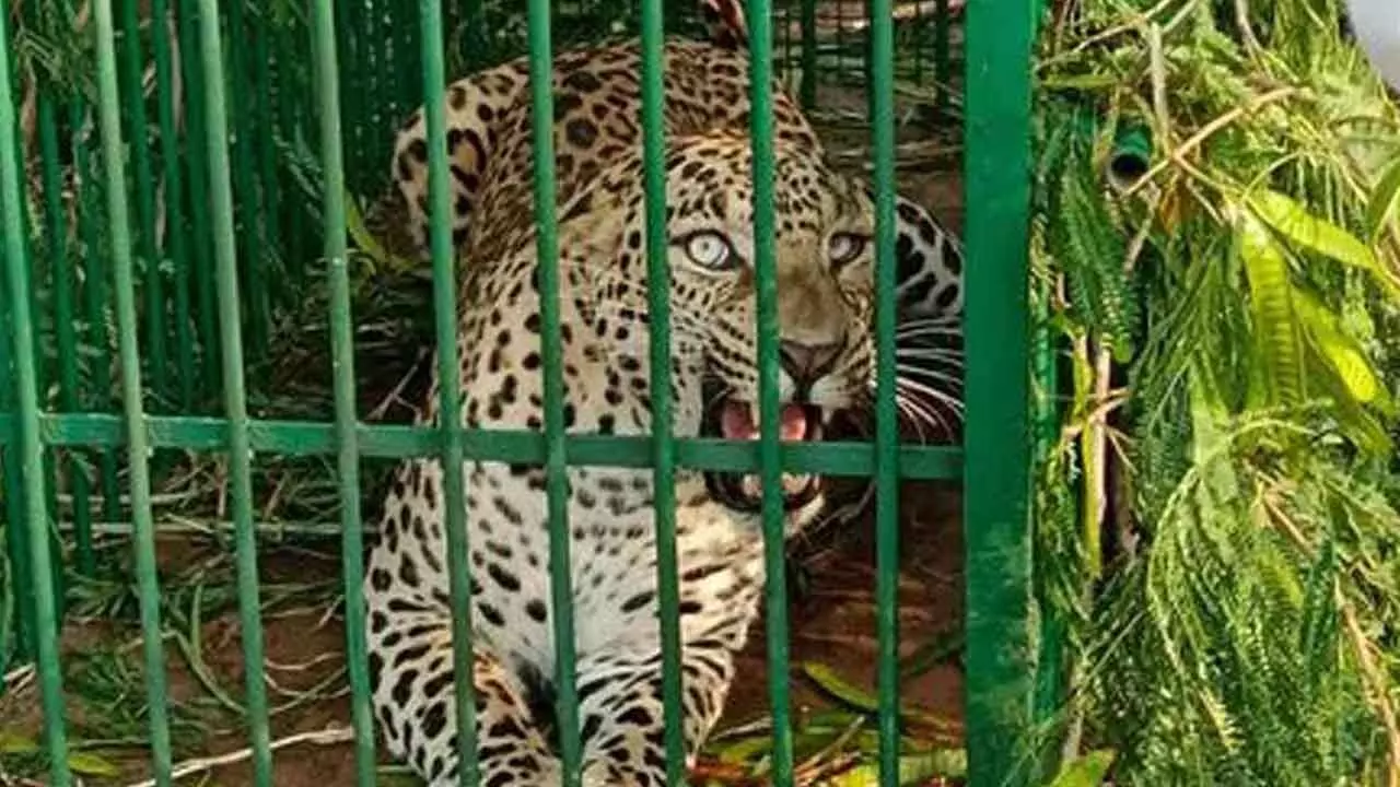 Leopard captured at ICRISAT campus, another possibly nearby
