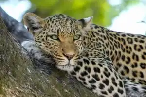 Leopard Caught After Roaming Near Hyderabad’s ICRISAT Research Center
