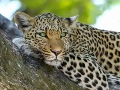 Leopard Caught After Roaming Near Hyderabad’s ICRISAT Research Center