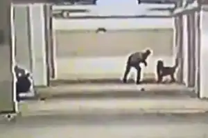 Man in Hyderabad caught on CCTV killing five puppies