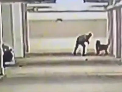 Man in Hyderabad caught on CCTV killing five puppies