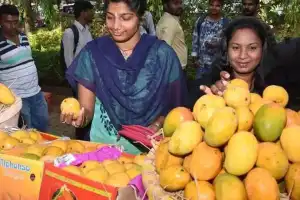 Mangoes ripened with carbide can cause health problems and infertility