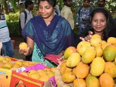 Mangoes ripened with carbide can cause health problems and infertility