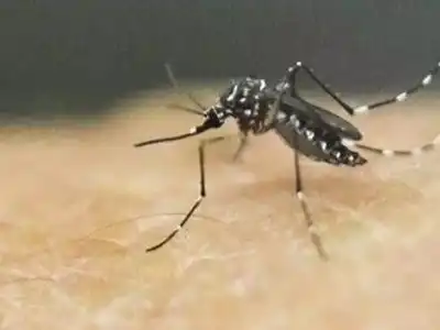 Mosquito problem worsens as GHMC struggles with control efforts