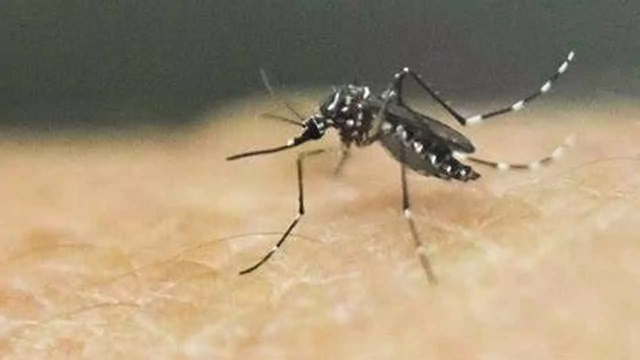 Mosquito problem worsens as GHMC struggles with control efforts