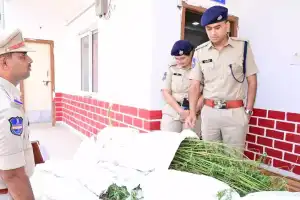 Police seize 180 cannabis plants worth Rs 18 lakh