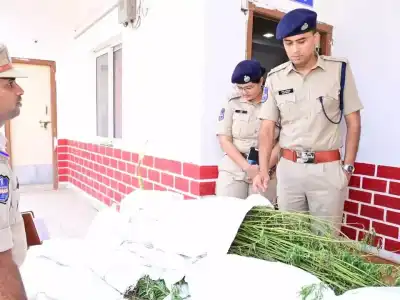 Police seize 180 cannabis plants worth Rs 18 lakh