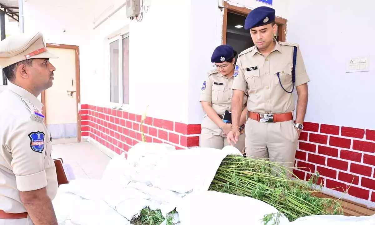 Police seize 180 cannabis plants worth Rs 18 lakh
