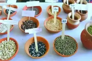 Telangana Seed Festival to be held for three days starting April 4