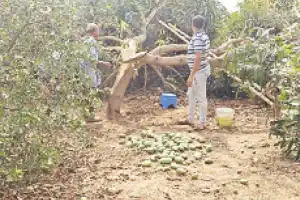 Unexpected storms and hail damage orchards