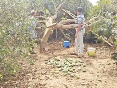 Unexpected storms and hail damage orchards