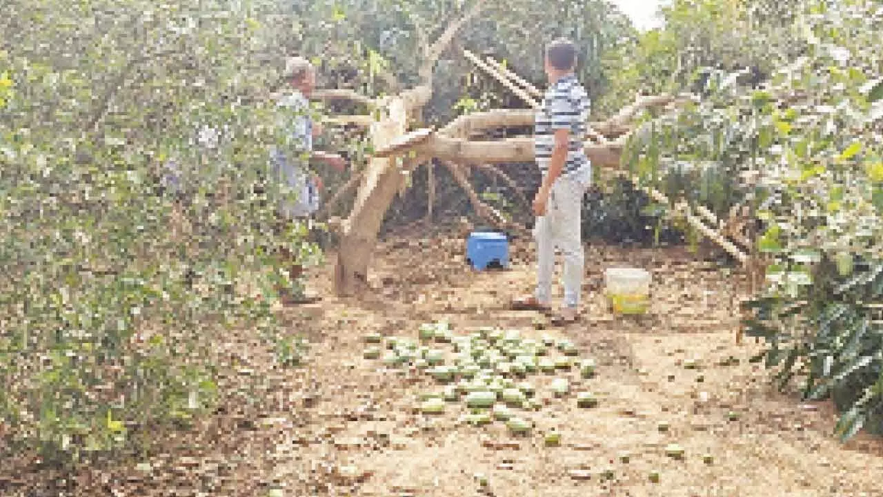 Unexpected storms and hail damage orchards
