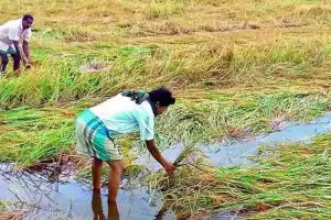 Unseasonal rains hit parts of Telangana, damaging crops in several districts