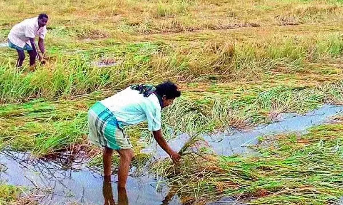 Unseasonal rains hit parts of Telangana, damaging crops in several districts