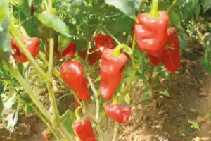 Warangal Chapata Chilli awarded GI tag