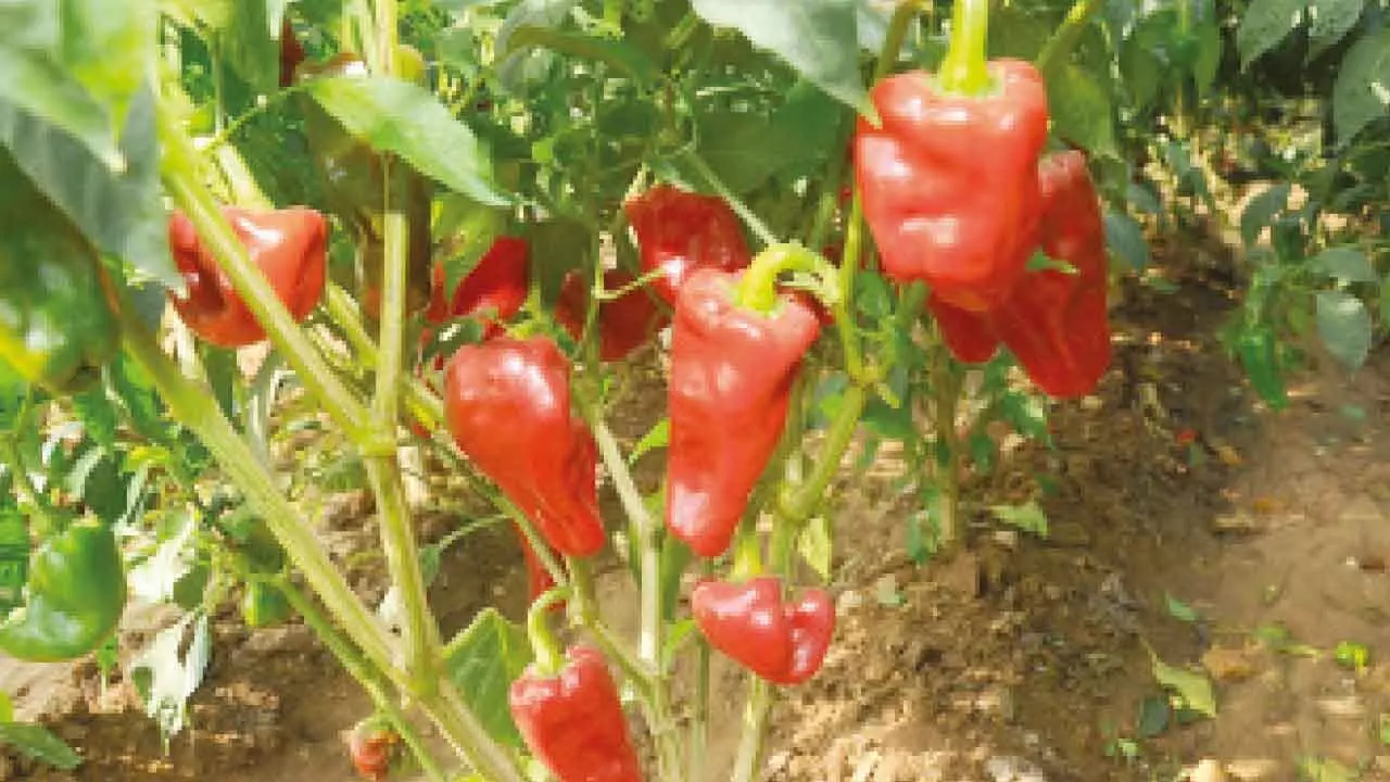 Warangal Chapata Chilli awarded GI tag