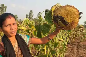 Woman Farmer Skips Harvest to Protect Birds