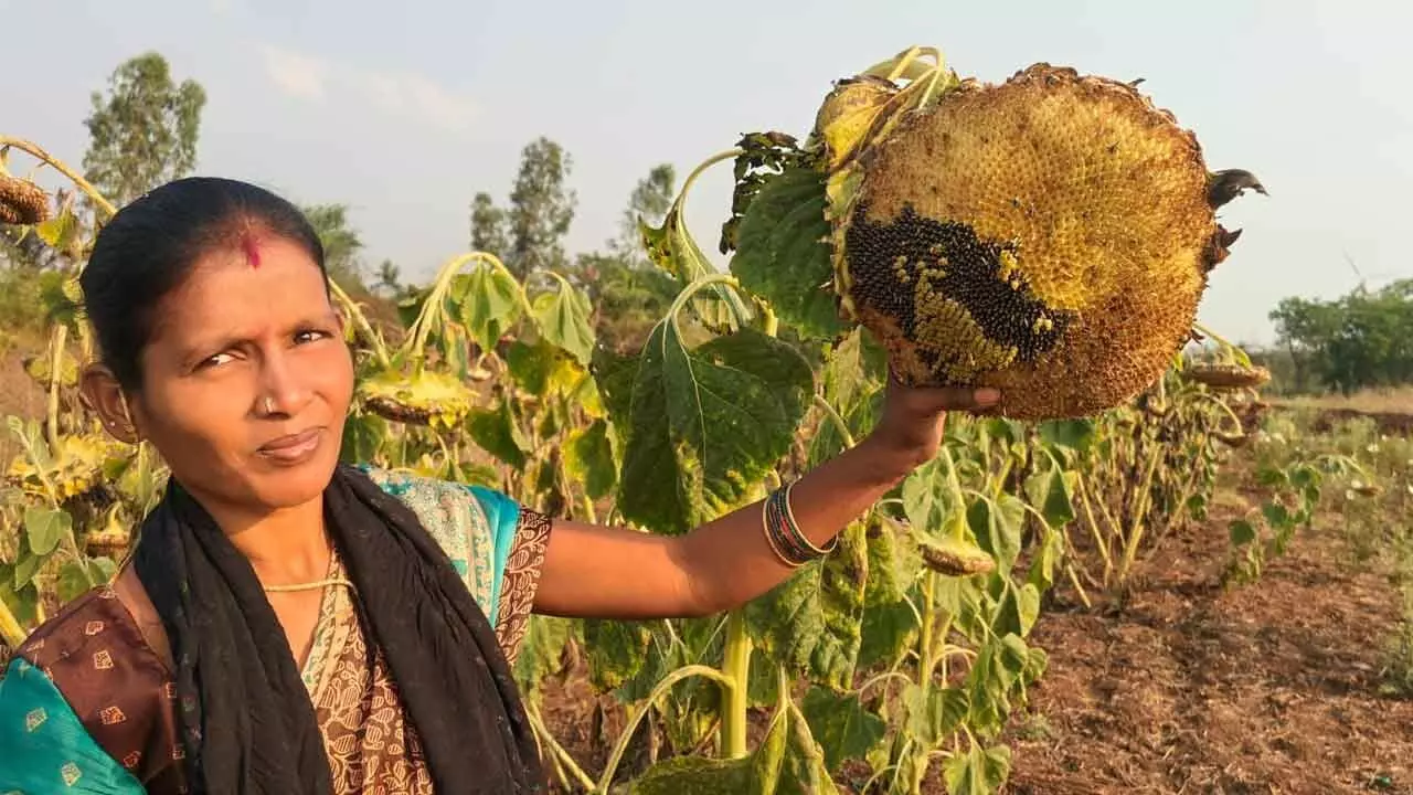 Woman Farmer Skips Harvest to Protect Birds