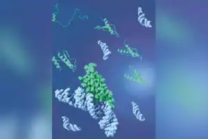 CCMB researchers find protein flexibility helps it bind to different molecules