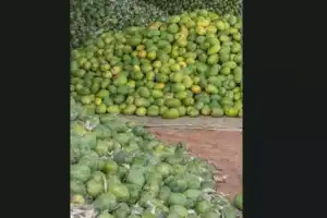 Chemically Ripened Mangoes Harm Health, Authorities Asked to Act Fast
