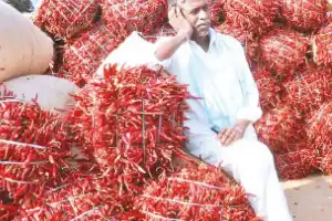 Government to Help Chilli Farmers in Crisis