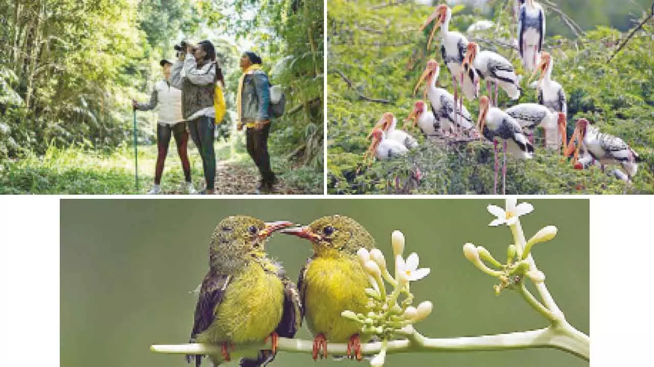 IIM Lucknow study finds birdwatching encourages eco-friendly behavior