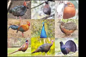Join the Bird Walk to Learn About Birds on May 11