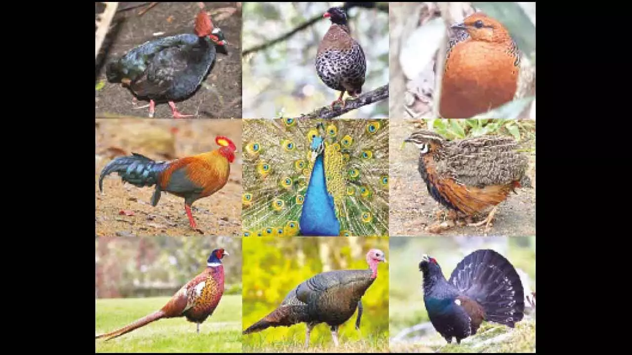 Join the Bird Walk to Learn About Birds on May 11