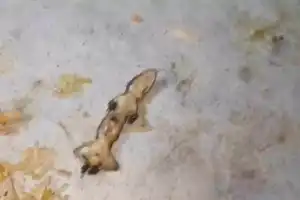 Lizard Seen at Mehfil Family Restaurant in Ibrahimpatnam